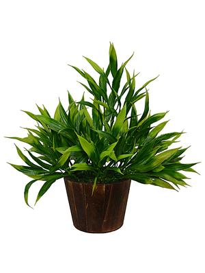 Artificial Plant Bamboo (26 cm/ 10 inchs) in Wood round small pot - 14993928 - Standard Image - 2