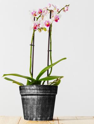 story@home 2 pc silver finish plastic pot - 15384916 - Standard Image - 2