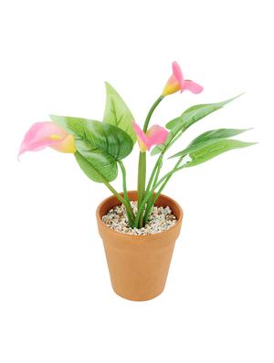 wonderland calla lily with plastic pot (set of 2) - 15441090 - Standard Image - 2