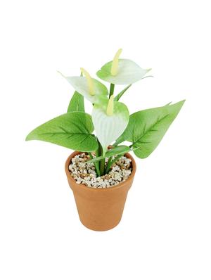 wonderland anthurium with plastic pot in white (set of 2) - 15441092 - Standard Image - 2