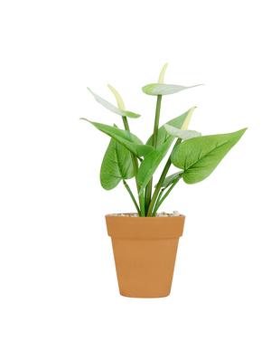 wonderland anthurium with plastic pot in white (set of 2) - 15441092 - Standard Image - 5