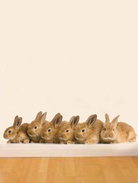 Rawpockets Wall Decals ' Rabbit Animals ' Wall stickers (PVC Vinyl) Multicolour - 15733877 - Zoom Image - 2
