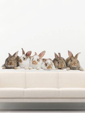 Rawpockets Wall Decals ' Living Room Group Of Rabbit ' Wall stickers (PVC Vinyl) Multicolour - 15733879 - Standard Image - 2
