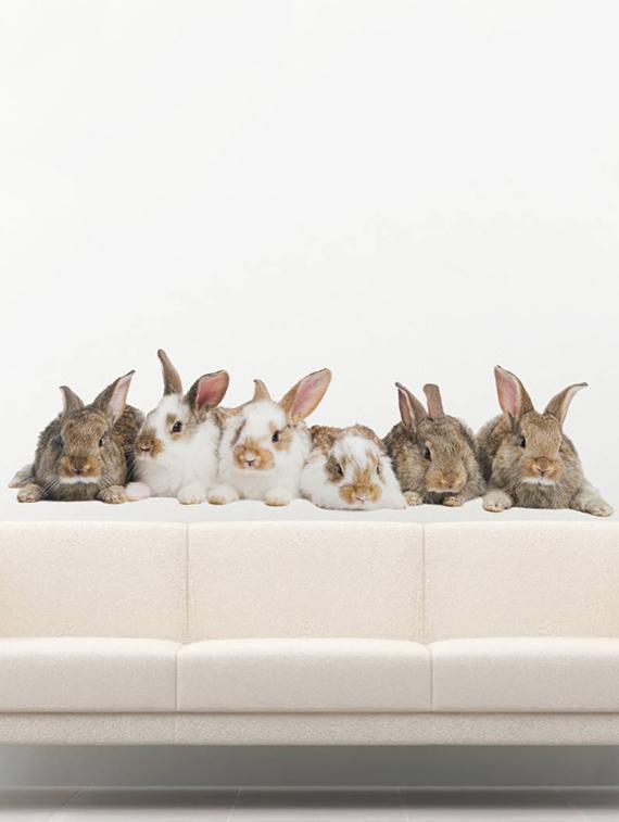 Rawpockets Wall Decals ' Living Room Group Of Rabbit ' Wall stickers (PVC Vinyl) Multicolour - 15733879 - Zoom Image - 2
