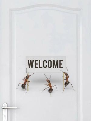 Rawpockets Wall Decals ' Welcome by Ants ' Wall stickers (PVC Vinyl) Multicolour - 15733896 - Standard Image - 2