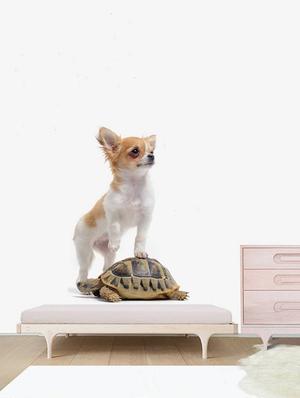 Rawpockets Wall Decals ' Dog and Tortoise ' Wall stickers (PVC Vinyl) Multicolour - 15733898 - Standard Image - 2