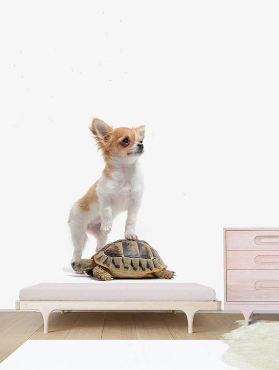 Rawpockets Wall Decals ' Dog and Tortoise ' Wall stickers (PVC Vinyl) Multicolour - 15733898 - Zoom Image - 2