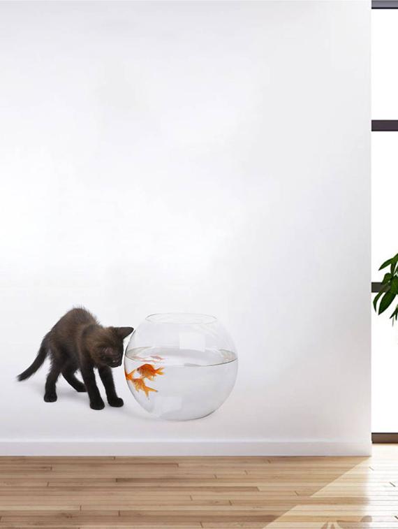 Rawpockets Wall Decals ' Cat and Fish Bowl Abstract ' Wall stickers (PVC Vinyl) Multicolour - 15733902 - Zoom Image - 2