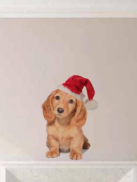 Rawpockets Wall Decals ' Dog with Christmas Cap ' Wall stickers (PVC Vinyl) Multicolour - 15733903 - Zoom Image - 2