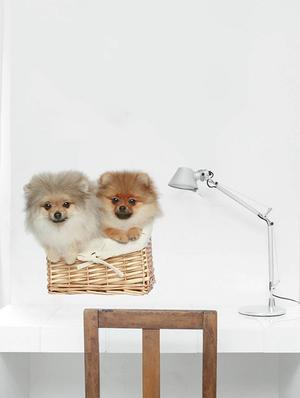 Rawpockets Wall Decals ' Cute Puppies on Basket ' Wall stickers (PVC Vinyl) Multicolour - 15733907 - Standard Image - 2