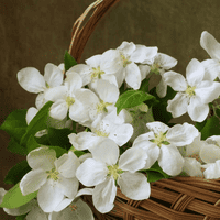 lovely lucky
