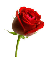 sujatha M
