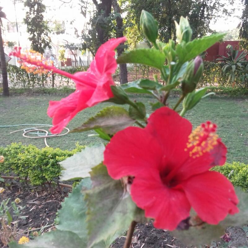 Veena Singh