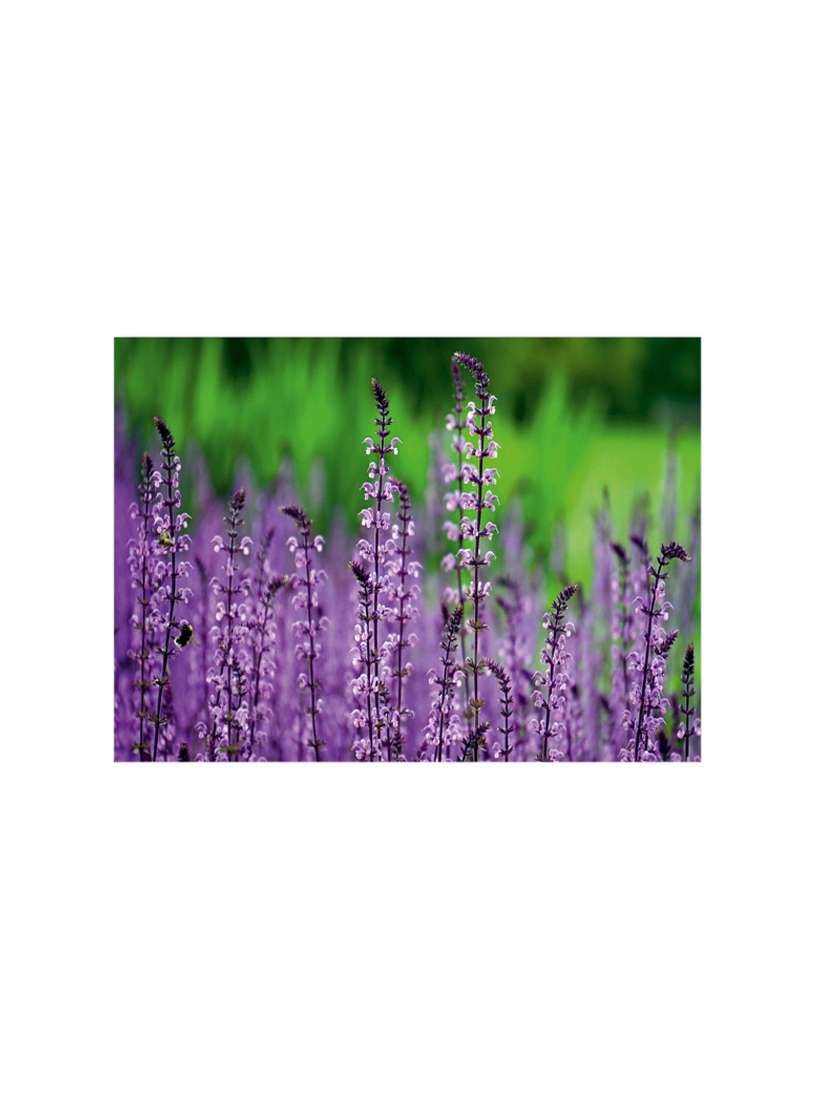 printed polyester table mat set of 6 pcs by ambbi collections - 14078079 -  Standard Image - 1