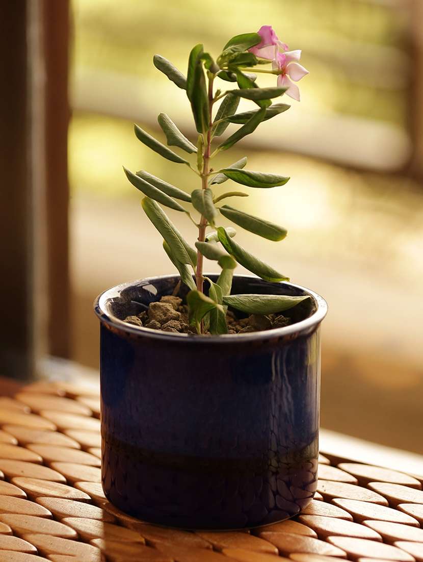 dual glazed studio pottery garden & balcony planter pot in ceramic