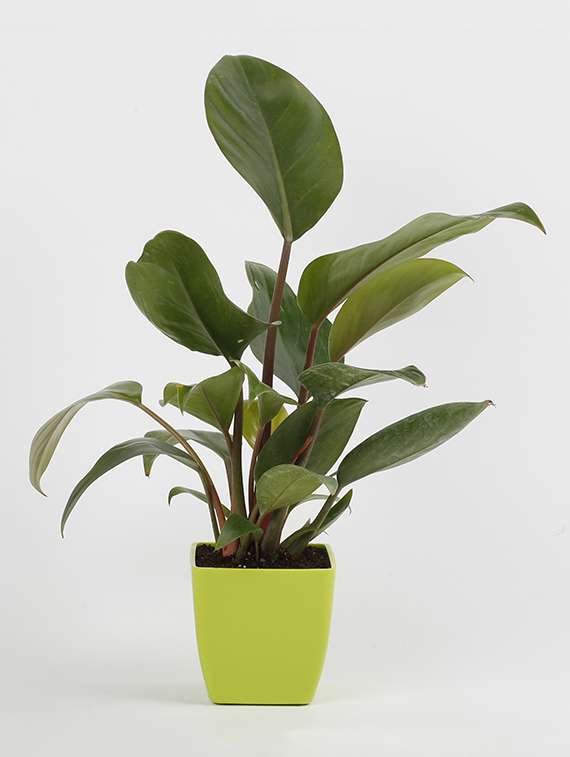 philodendron plant red