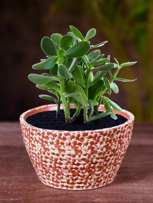 ceramic red oval polka dot table top planter - 16139756 - Standard Image - 0
