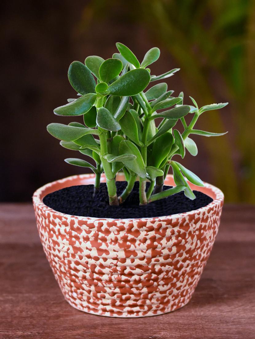 ceramic red oval polka dot table top planter - 16139756 - Zoom Image - 0