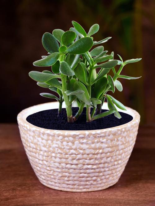 ceramic oval polka dot table top planter - 16139757 - Standard Image - 0