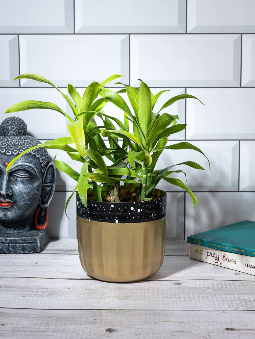 golden galaxy planter