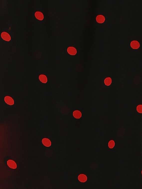 women red polka dots printed saree with blouse - 21431742 -  Standard Image - 1