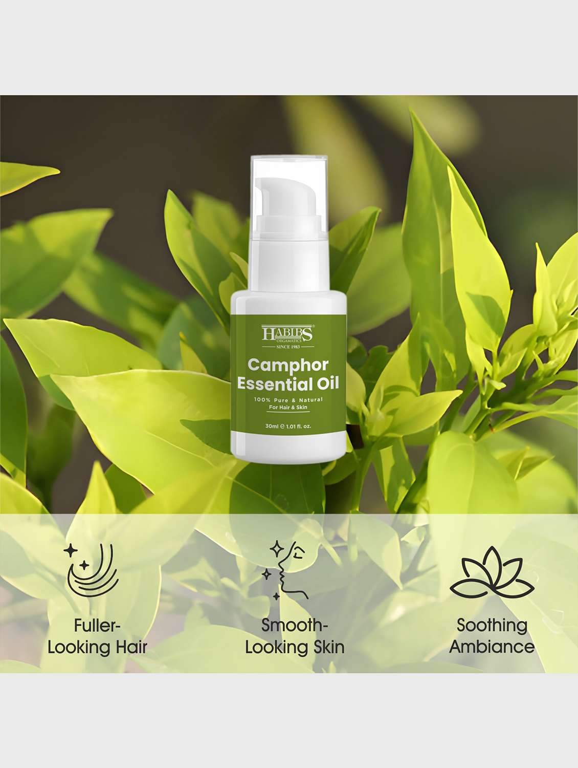 camphor essential oil - 100% undiluted, therapeutic grade for respiratory & muscle support 30ml - 22006212 -  Standard Image - 6